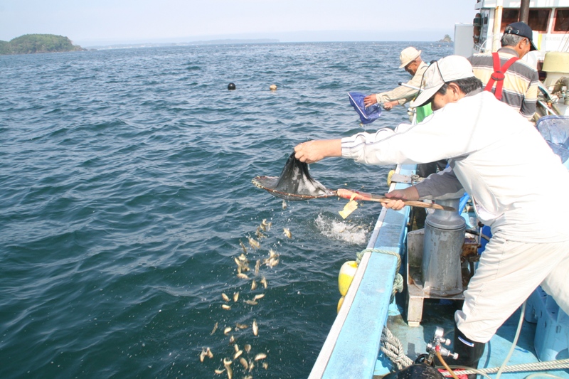 作業服を着た3人の男性が、網ですくった大量のクロソイの稚魚を、漁船の上から海へ放流している様子を写した写真