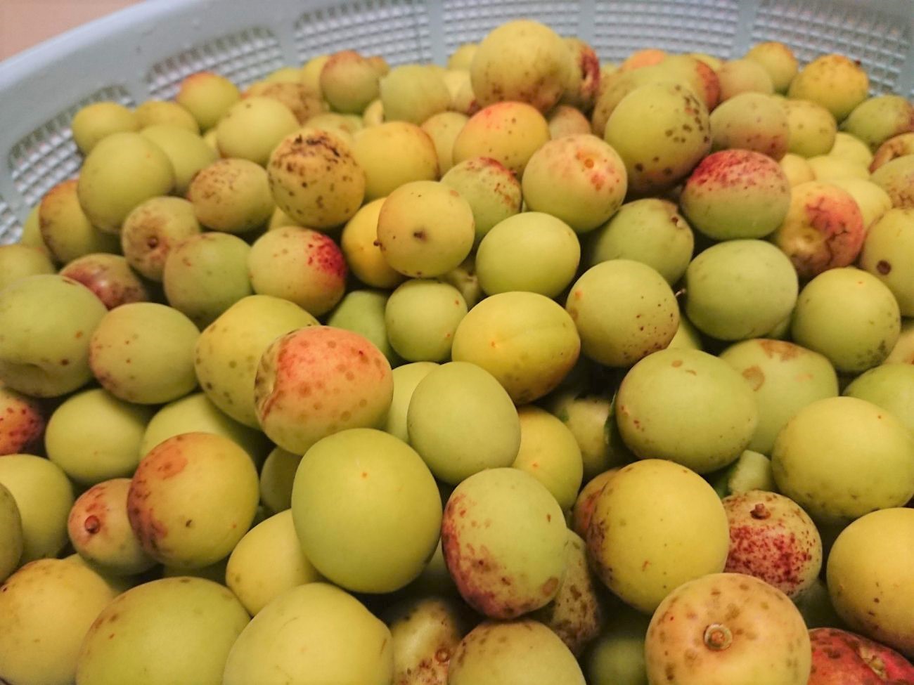 黄緑色の未熟な梅の実が多数プラスチック製のざるに入っており、赤い斑点がついたものもある収穫直後の梅の写真