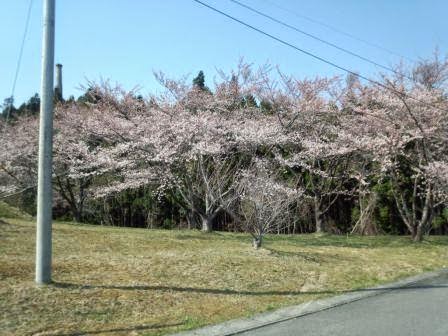 道路沿いの草地の広場に立つ桜の木に、満開の薄いピンク色の花が咲いている写真