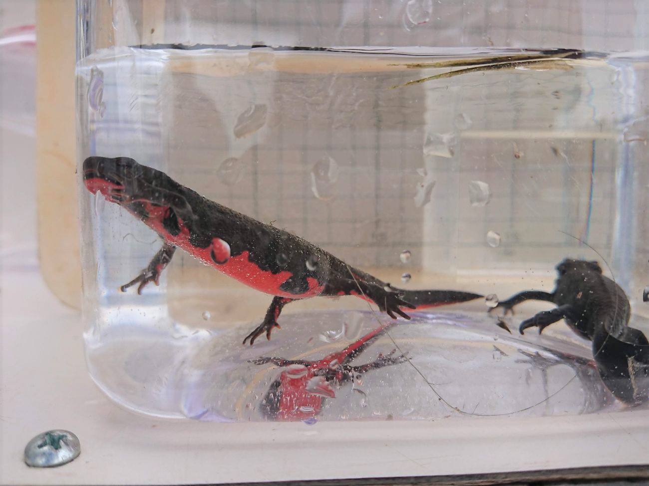 水槽の中を黒い体にお腹の面は赤いアカハライモリが2匹泳いでいる写真