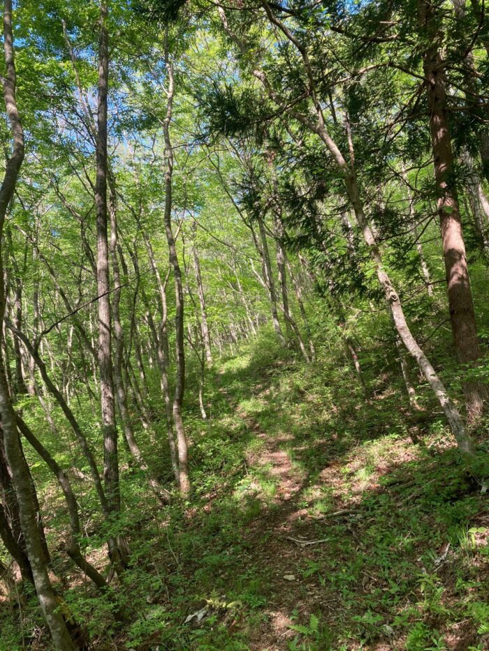 緑が生い茂る里山の中にある細い登山道を、木漏れ日が差す中で上へと続いている様子を写した里山の写真