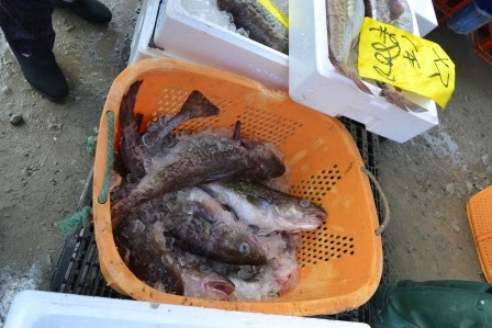 オレンジ色のかごの中に氷と一緒に生のタラが山盛りに入っている写真