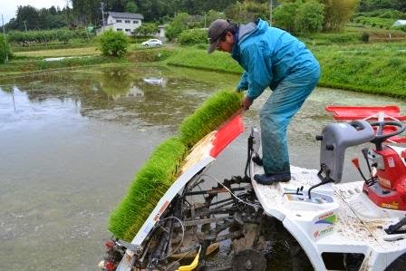 水を張った田んぼの中で、青いカッパを着た男性が田植え機に苗を積み込んでいる写真