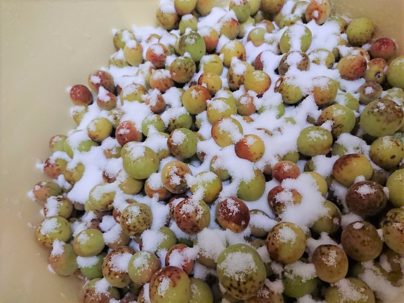 容器内に梅の実の上にたっぷりの塩がふりかけられ梅干しの仕込みの写真
