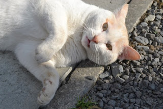 白い毛並みにうっすら茶色の模様がある猫が、コンクリートと砂利の境目に寝転がってこちらを見上げている様子の写真