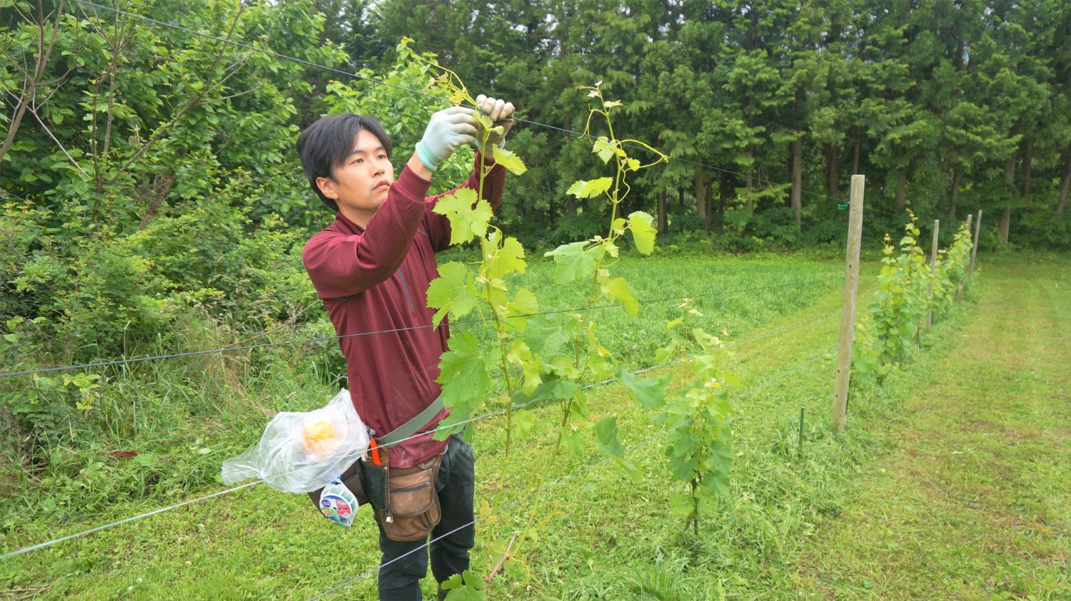 背景には草地と木々が広がっているブドウ畑で、軍手を着けた男性がワイヤーで支えられたブドウの木を手入れしている様子を写している写真