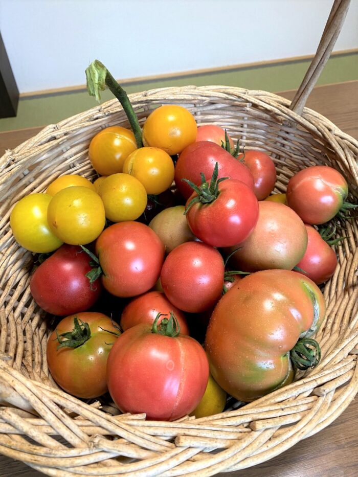黄色や赤のさまざまな大きさのトマトがたくさん籠に入っている写真