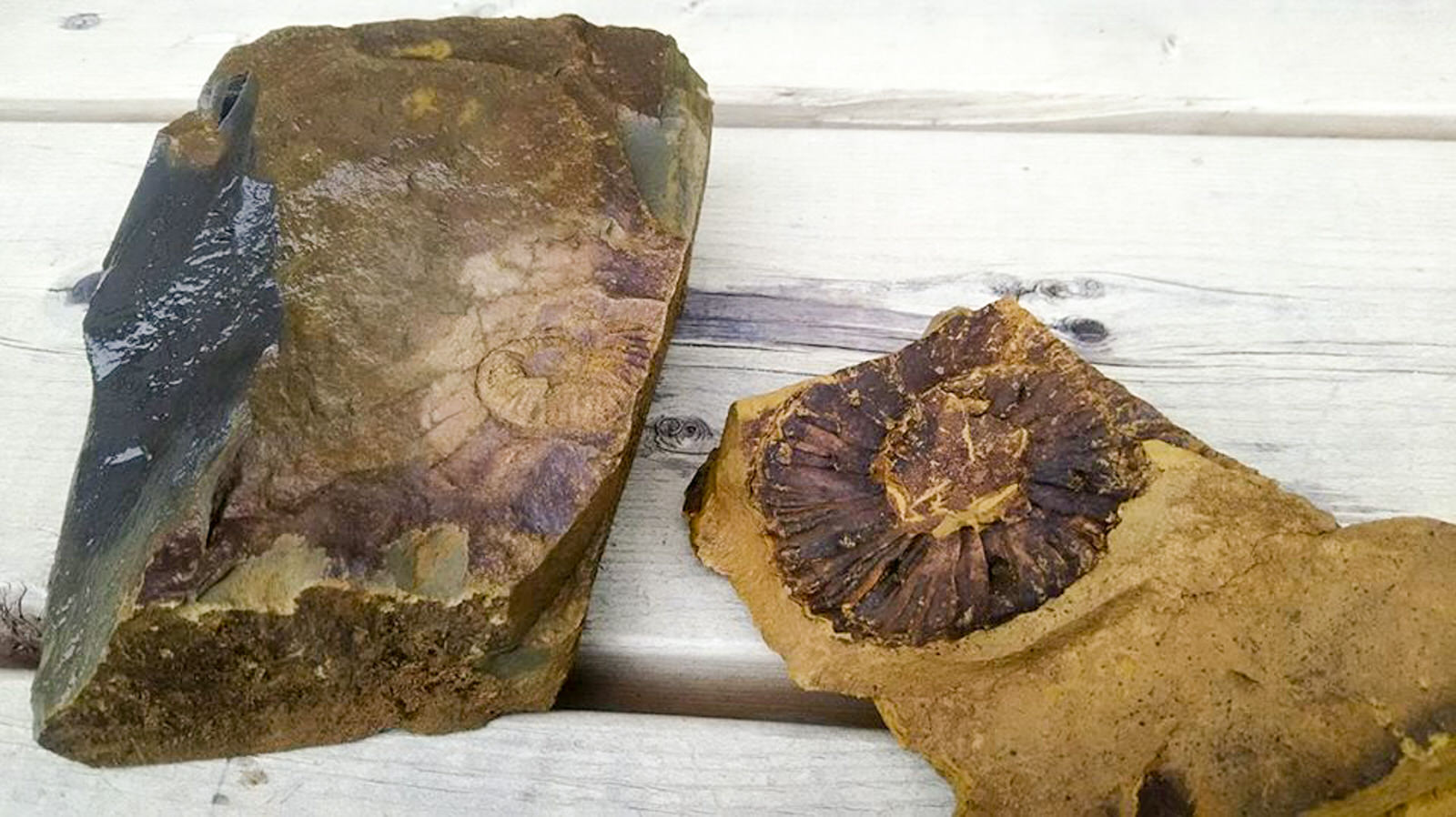 木の机の上に置かれた2つの石に、アンモナイトのような化石がくっきりと刻まれている写真