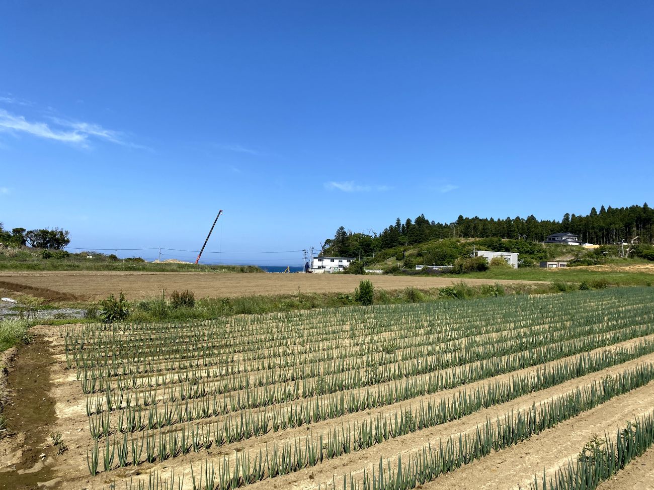 青空の下に規則正しく植えられた長ネギの畑の写真