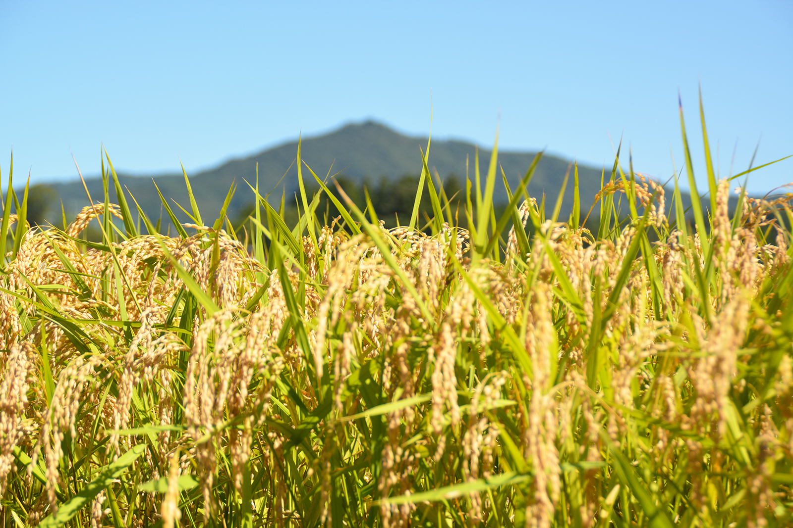 背景に山が見える田んぼに、黄金色に実った稲穂がたくさん見られる様子の写真