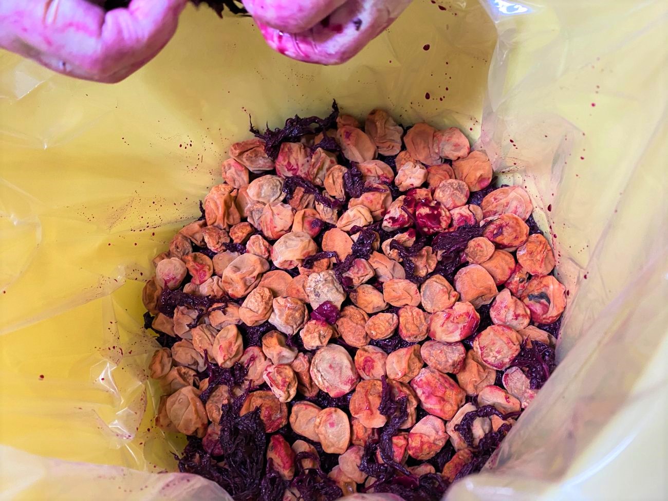 干されてしわが寄った梅干しが大量に容器の中に入っており、赤紫色の紫蘇も一緒に混ざっている梅干しの仕込みの写真