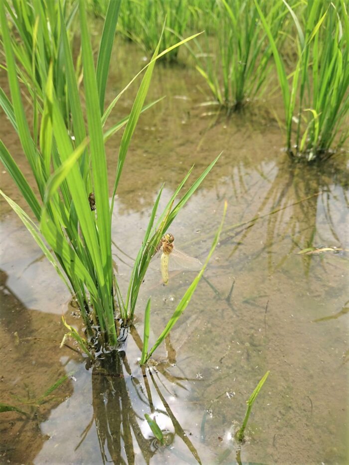 水が張られた田んぼの中に育つ稲の苗に、羽化したばかりの透明な羽を持つトンボが止まっている写真