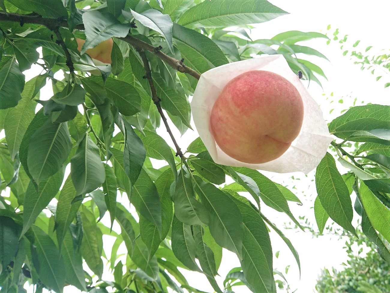 大きな丸々した桃の果実が紙の袋に包まれたまま木に実っていて、赤く熟し始めている写真