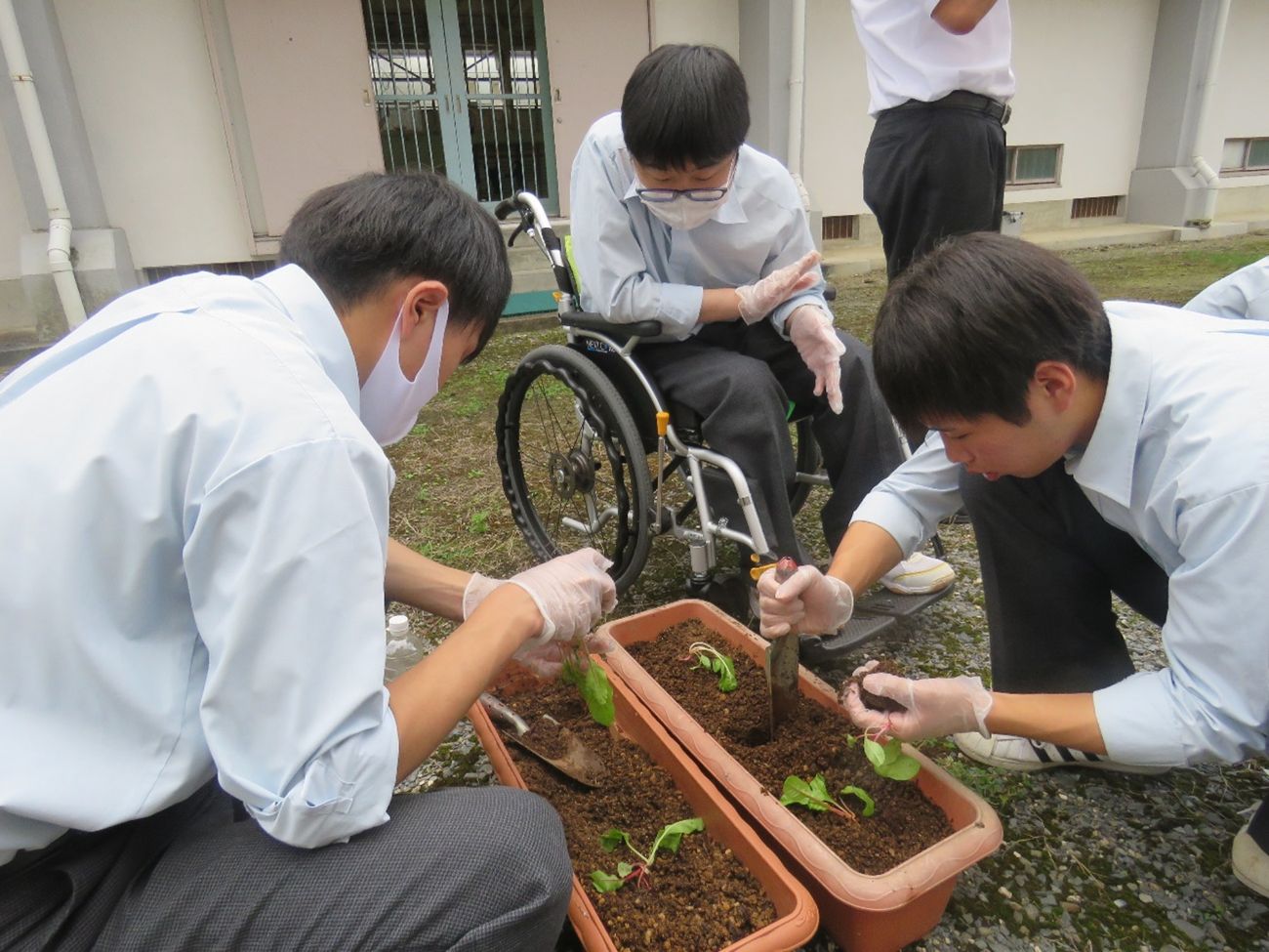 車椅子の生徒を含む三人の男子高校生が手袋を着用しながら茶色のプランターに野菜の苗を丁寧に植え付けている様子の写真