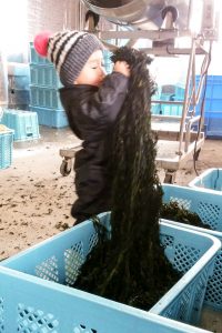小さな男の子が、水色のかごから長いわかめの束を引き上げている様子の写真