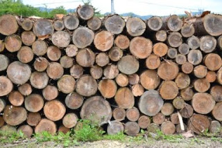 太くて長い丸太が屋外で何段にも整然と積み重ねられている様子が写っている写真