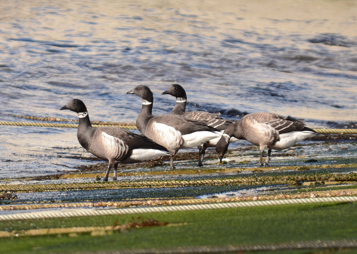 水辺に数羽のコクガンが並んでいる様子を写した写真