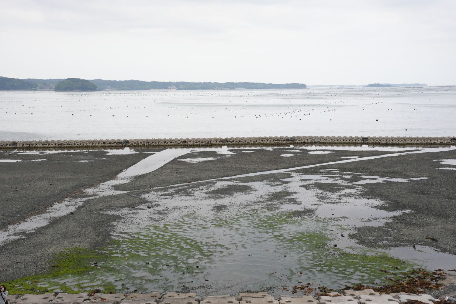 潮が引いた海に干潟が広がり、遠くに島や養殖のブイが見える静かな海の風景を写している写真