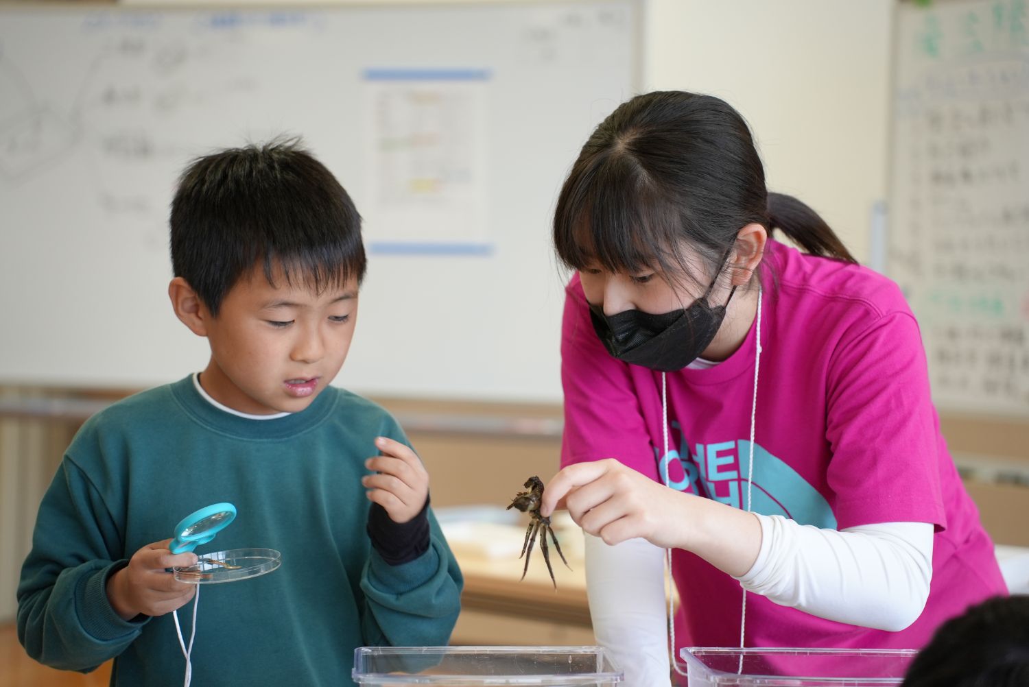 ピンクのシャツを着たOGが、水槽からカニを持ち上げて見せながら、虫眼鏡を持った男児と会話している様子を写している写真