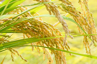 黄金に輝いた稲穂をアップで写した写真