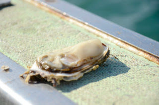 船のへりに置かれた、殻が半分開いた状態で中身が露出している新鮮なカキが乗っている写真