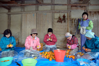 木造の建物の前に敷いた青いビニールシートの上に座った年配の女性たちが、シートの上にたくさん置かれたオレンジ色の柿を一つずつ手でむいている様子の写真