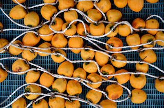 皮をむいた柿が白いロープで一つずつ結ばれて並べられ、干す準備がされている写真