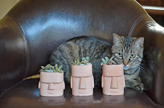 茶色い革の椅子に座る縞模様の猫の前に、モアイ像の顔の形をした鉢に植えられた多肉植物が三つ並んでいる様子の写真