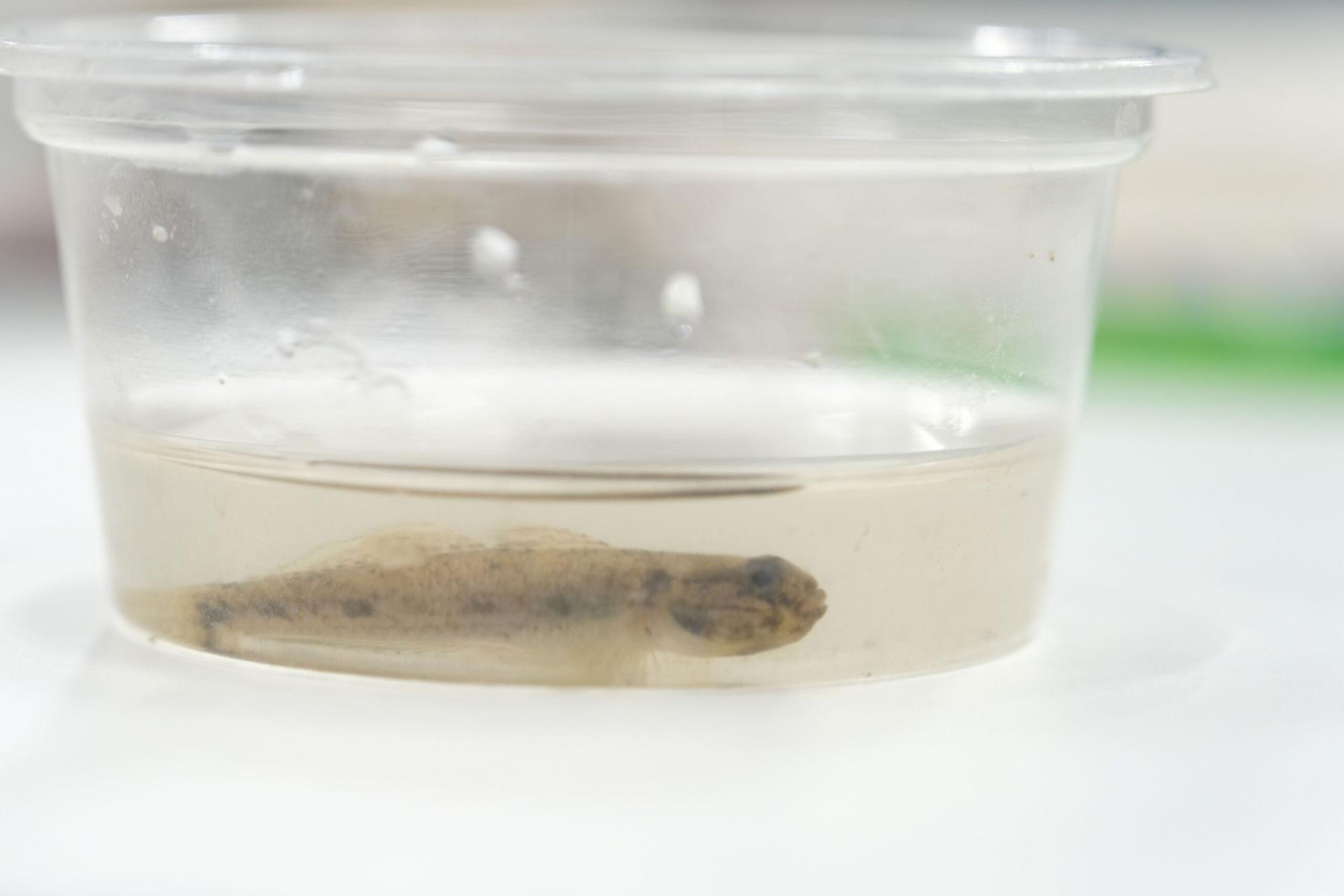 水の入った小さな透明なプラスチック容器に入ったスジハゼの写真