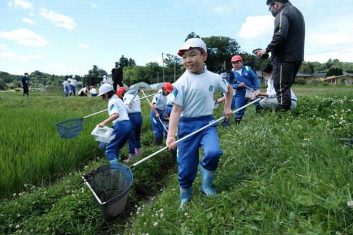 青空の下、田んぼのあぜ道で青い体操服と白い帽子を着た小学生たちが網や容器を手に生き物採集を楽しみ、周囲には見守る大人たちの姿もある様子を写した写真