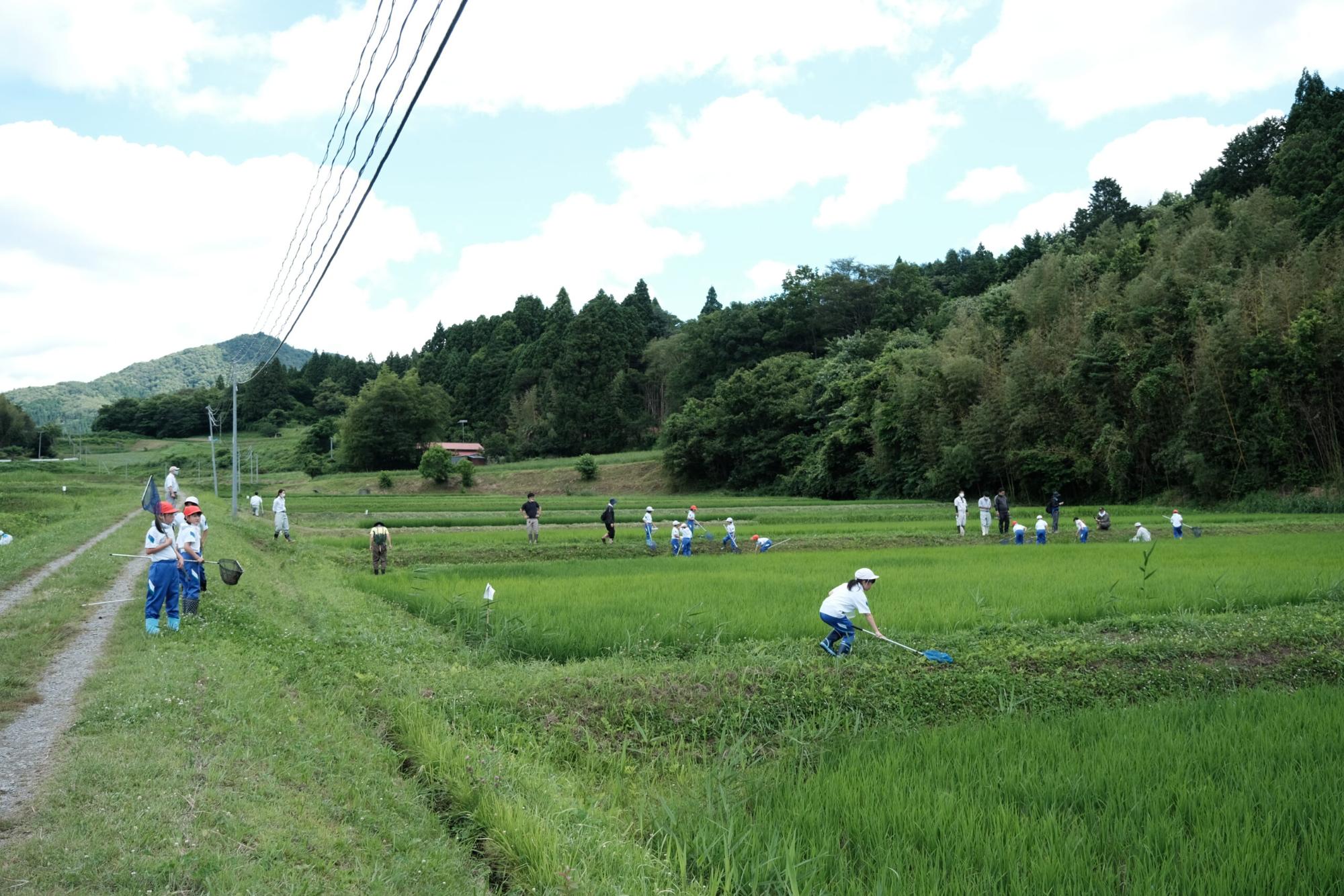 周囲には青々とした稲と森林が広がっている山あいの田園地帯で、多くの子どもたちと大人たちが田んぼに分かれて網を使って生き物を捕まえる活動をしている様子を写した写真