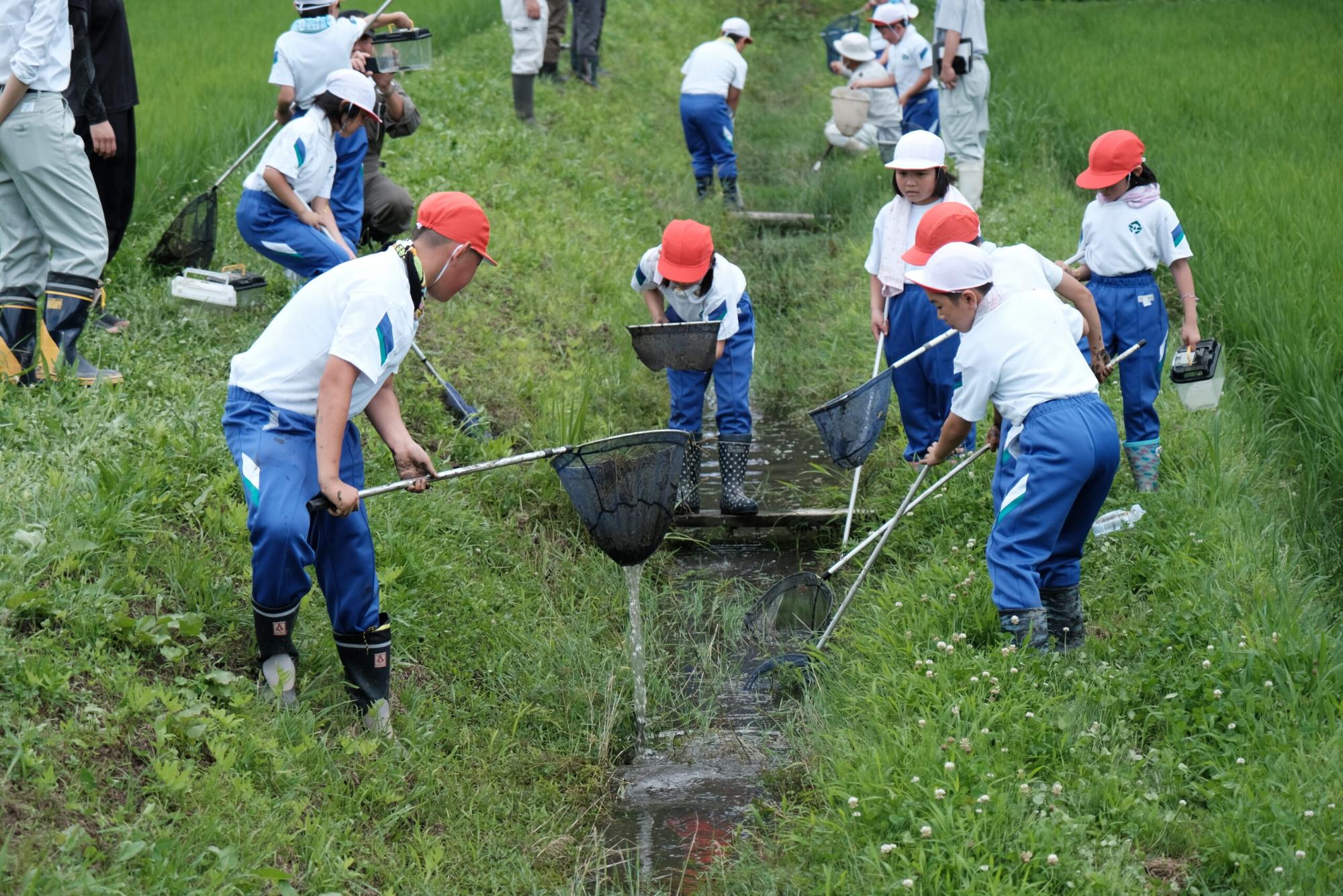 田んぼの間を流れる小さな水路で、赤や白の帽子をかぶった小学生たちが網を使って生き物を探し、周囲には見守る大人たちや水槽を持つ子どもの姿も見える様子を写した写真