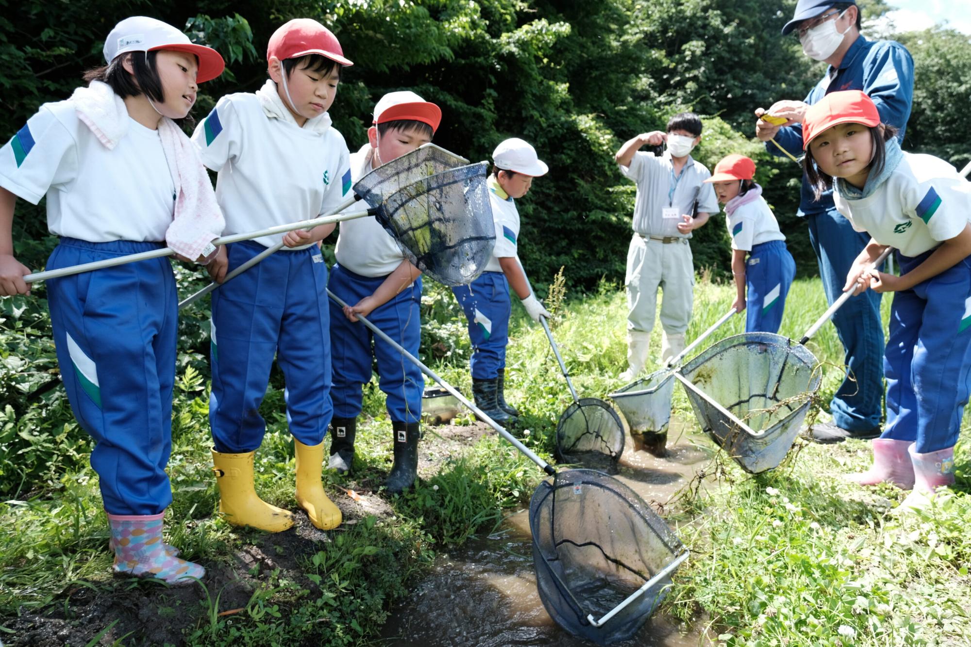 小川のほとりで、白い帽子や赤い帽子をかぶった小学生たちが水の中に網を入れて生き物を捕まえようとしており、後ろでは大人たちが見守りながら指導している様子を写した写真