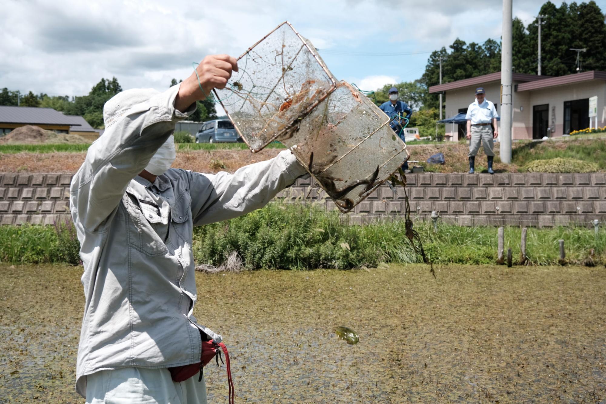 一人の男性が水田の中で手に持った金属製のカゴ状の仕掛けを持ち上げ、中には水草や泥とともにカエルのような生き物が引っかかっている様子が写された写真