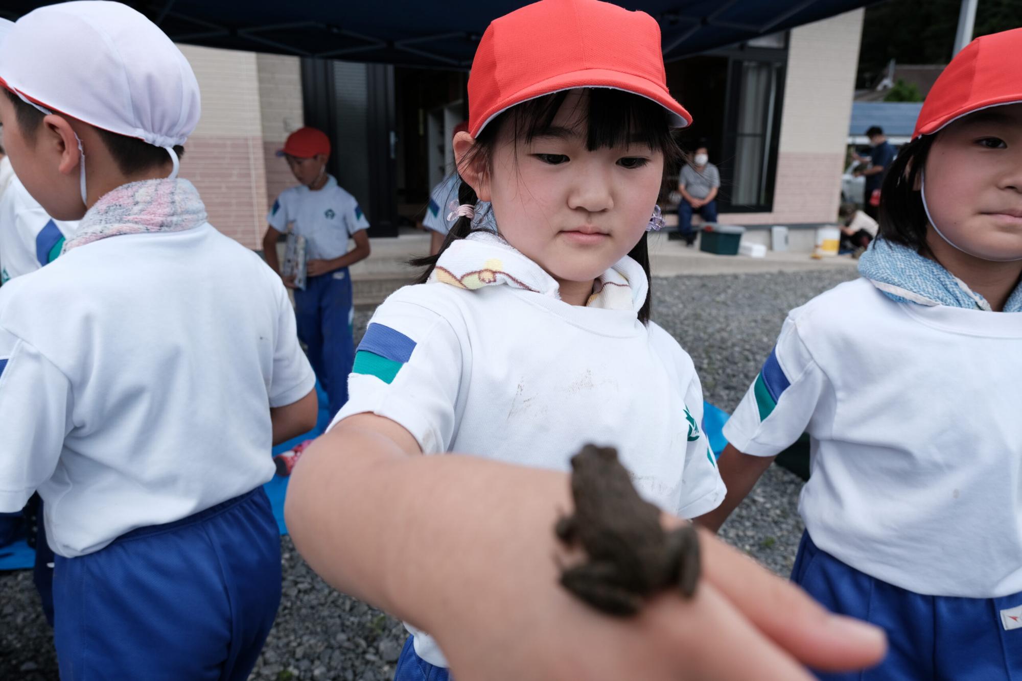 赤い帽子をかぶった小学生の女の子が、自分の手の上に乗った小さなカエルを見つめている写真