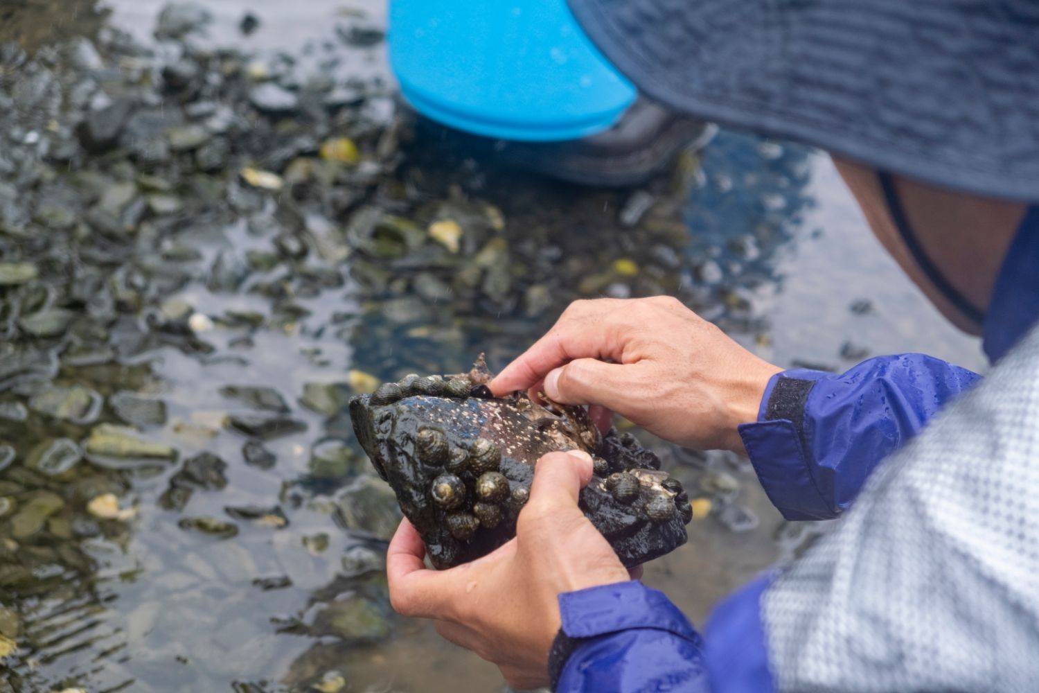 青いレインコートと帽子を着た人が、海岸の浅瀬で石に付着した巻貝のような生物を指で丁寧に調べている様子の写真