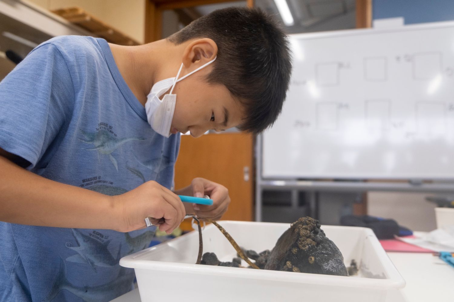 室内で水色のTシャツを着た男の子が、白い容器に入った貝や海藻のようなものを虫眼鏡で観察している写真