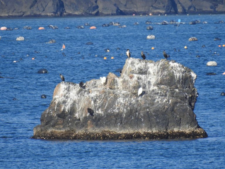 広田湾の岩の上で羽を休める海鳥と、周囲に浮かぶ養殖用のブイが写された志津川湾の写真