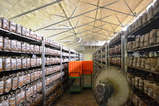 ビニールハウスの中に金属製の棚が何列も並び、その棚に茶色い菌床がびっしりと積まれていて、大型扇風機やオレンジ色のケースが置かれている通路が中央にある写真