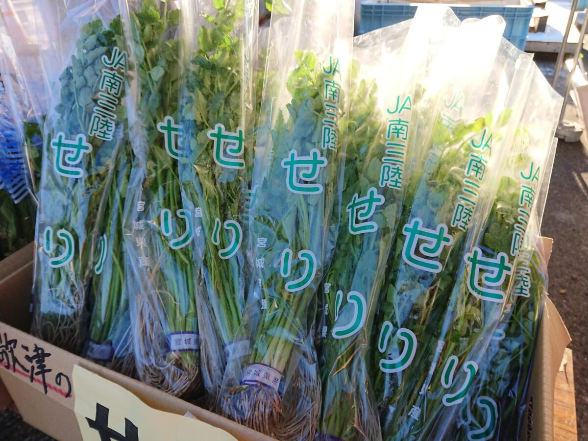 「JA南三陸」と書かれた透明袋に入った新鮮な根付きのせりが束になって並べられている写真