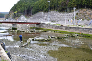 山あいの川沿いに石で囲まれた仕掛けがいくつも設置されており、その中を青い作業着の人が歩いているしろうお漁の川の全景写真
