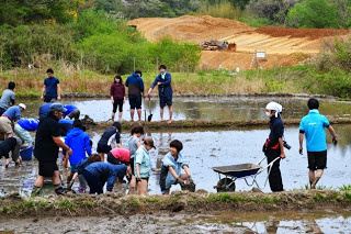 ぬかるんだ田んぼの中に子どもから大人まで多くの人が入り、泥だらけになりながら田植えやをしていて、後方には土が盛られた工事中のような土地も見える田植え体験の写真