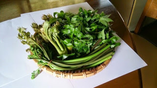 丸テーブルの上に置かれた竹かごの中に、摘んできた山菜がきれいに並んでいる写真