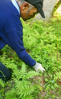 緑のシダの葉の間から、手袋をした右手で植物を摘み取っている男性の写真