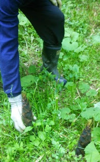 黒い長靴を履き、軍手をつけた手で地面に生えた筍を掘り起こしている男性の写真