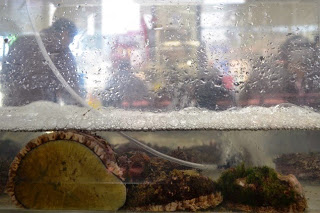 アワビなどの貝類が飼育されている水滴がついた水槽越しに、来店者の姿がぼんやりと見えている写真