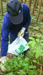 白い袋を持ちながら植物を採取している男性の写真