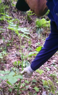 森の中の茂みで、手袋をした手で植物の茎をつかんでいる男性の写真