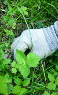 緑の葉の茎の部分を、軍手をはめた手で摘んでいる様子をアップで撮影した写真