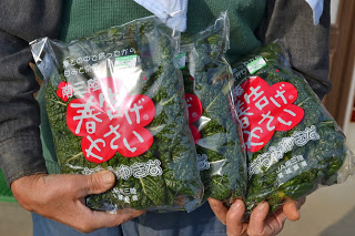南三陸春告げやさいと書かれた透明のパッケージに入ったちぢみほうれんそう2袋の商品を両手で持っている様子の写真